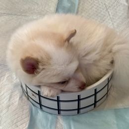 Pomsky Puppies from High Point Pomskies
