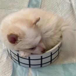 Pomsky Puppies from High Point Pomskies