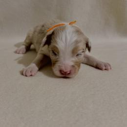 Orange Ribbon Red Merle Girl 2 - Red merle female Australian Shepherd puppy in Dundee, Ohio from Aussies Of Circle H