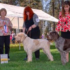 Spinone Italiano All Grown Up from Collina d'Oro Spinoni