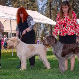 Spinone Italiano All Grown Up from Collina d'Oro Spinoni