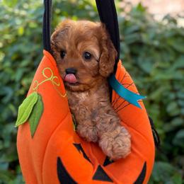 Jack-O-Lantern - Red male Cavapoo puppy in Herriman, Utah from Gypsi Doodles & Poodles LLC.