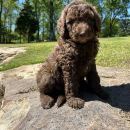 Goldendoodle Puppies from Winchester Doodles