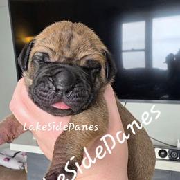 Zuke - Fawn male Great Dane puppy in Port Clinton, Ohio from LakeSide Danes
