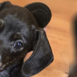 Dachshunds from Rapisarda Dachshunds