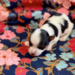 Boy 1 - Black tan and white male Biewer Terrier puppy in Kerhonkson, New York from Arc-en-Ciel Biewers