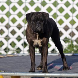 Theia - Boxer