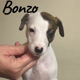 Bonzo - White and red brindle male Whippet puppy in Brooksville, Florida from Phasion Whippets Kimberly & Paul Norton Sr.
