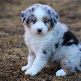 Gio - Blue merle male Miniature Australian Shepherd puppy in Menomonee Falls, Wisconsin from Hunt N Oaks