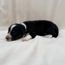 Black Tri Female III - Tri-color female Border Collie puppy in Okeechobee, Florida from Cowtown Corgis & Border Collies