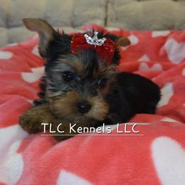 Maltese and Yorkshire Terrier Puppies from TLC Kennels TenderLittleCuties
