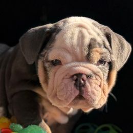 Mr Sapph - Blue tri-color male Bulldog puppy in Rockledge, Florida from BV Bulldogs
