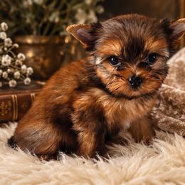 Spanky - Liver male Yorkshire Terrier puppy in Wileyville, West Virginia from Hunting Hills Petit Luxe Babydolls