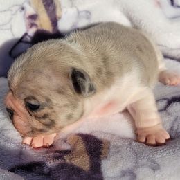 French Bulldog puppies from Pirouette Am Staffs and Incroyableu French Bulldogs