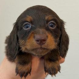 Chocolate And Tan Male - Chocolate and tan male Dachshund puppy in Horizon City, Texas from Willipaws