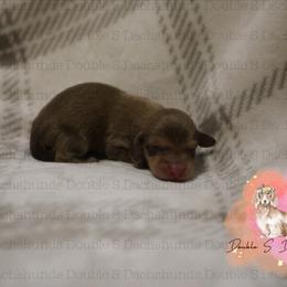 Bruce - Cream male Dachshund puppy in Timpson, Texas from Double S Kennel