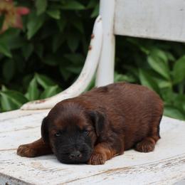 Patrick - Red male Whoodle puppy in West Bend, Iowa from Blue Skies Terriers
