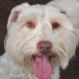 Kilo - Miniature Schnauzer
