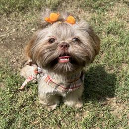 Rowie - Shih Tzu