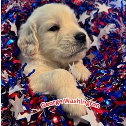 George - Light golden male Golden Retriever puppy in Lehigh Acres, Florida from Puppy Love