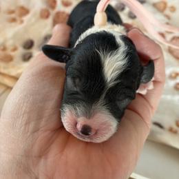 Snow - Black and white female Cockapoo puppy in Adrian, Oregon from ApplebyFarm