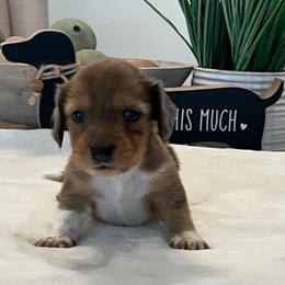 Roxy - Piebald female Dachshund puppy in Menifee, California from Dachshunds in SoCal