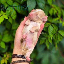 Surprise - Apricot male Aussiedoodle puppy in Centreville, Mississippi from Trin's Designer Doodles