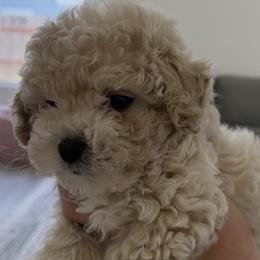 Poodles from Cuddle paws poodles