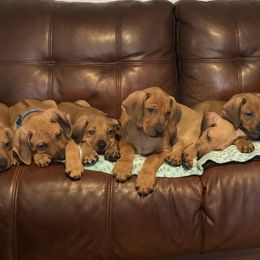 Rhodesian Ridgeback Puppies from Tifari Rhodesian Ridgebacks