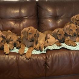 Rhodesian Ridgeback Puppies from Tifari Rhodesian Ridgebacks