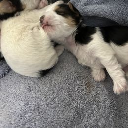 Yorkshire Terrier Puppies from Snacksville Yorkies