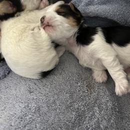 Yorkshire Terrier Puppies from Snacksville Yorkies