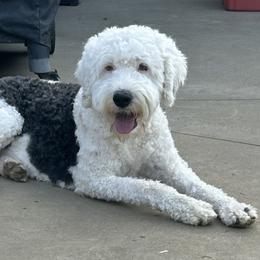Zoey - Sheepadoodle