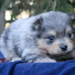 Acorn - Blue merle male Pomeranian puppy in Bremen, Indiana from AMS Pomeranians and Pomskies in Indiana