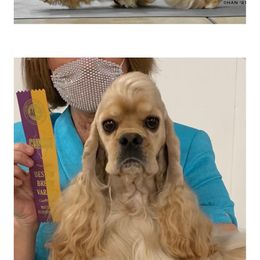 Adam - Cocker Spaniel