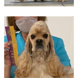 Adam - Cocker Spaniel