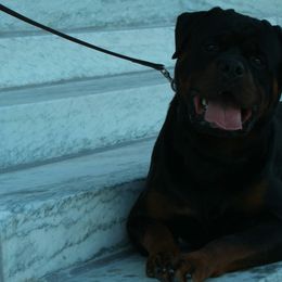 Rottweilers from Vom Wesburg Rottweilers