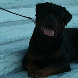 Rottweilers from Vom Wesburg Rottweilers
