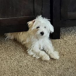 Maltese Puppies from California AKC Maltese