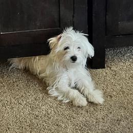 Maltese Puppies from California AKC Maltese