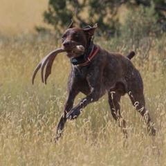 Major  - German Shorthaired Pointer