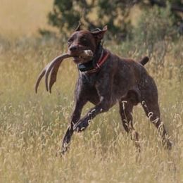 Major  - German Shorthaired Pointer
