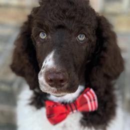Poodles from Mahalo Meadow Farm