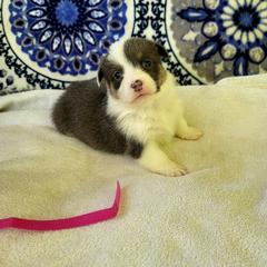 Ginger - Blue female Pembroke Welsh Corgi puppy in Aleppo, Pennsylvania from Donna's Corgis