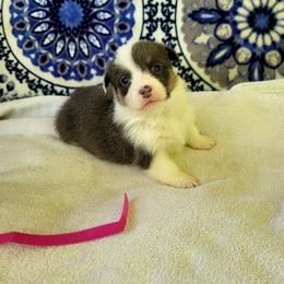 Ginger - Blue female Pembroke Welsh Corgi puppy in Aleppo, Pennsylvania from Donna's Corgis