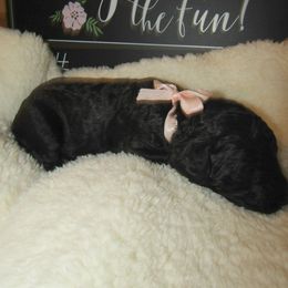 Goldendoodle and Poodle Puppies from David & Patricia Elliott