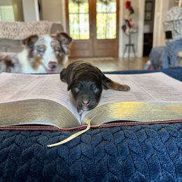 Titus - Black phantom male Aussiedoodle puppy in Jacksonville, Florida from Autumn's Aussies