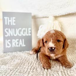 Bandana (Bandi) - Red female Labradoodle puppy in Elizabeth City, North Carolina from Howdy Doodles