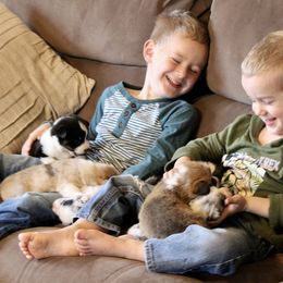 American Corgi and Pembroke Welsh Corgi Puppies from Abundant Joy Corgis