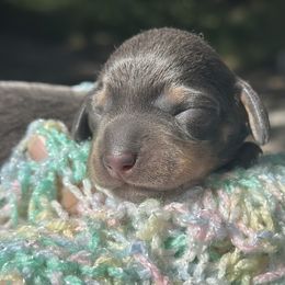 Elvira - Blue and tan female Dachshund puppy in Lakeland, Florida from Elite Doxies Florida